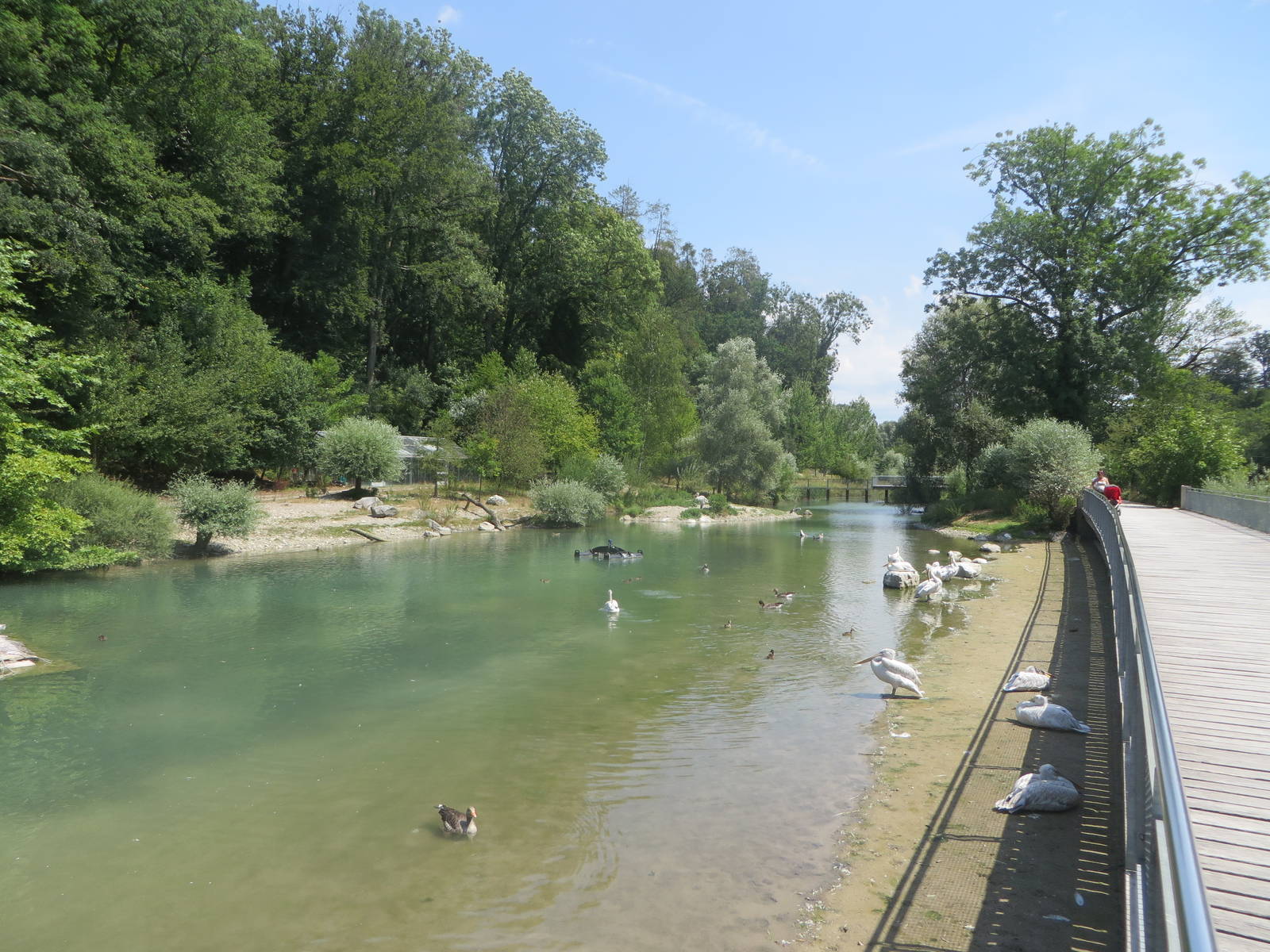 Dalmatian pelican enclosure with low water level