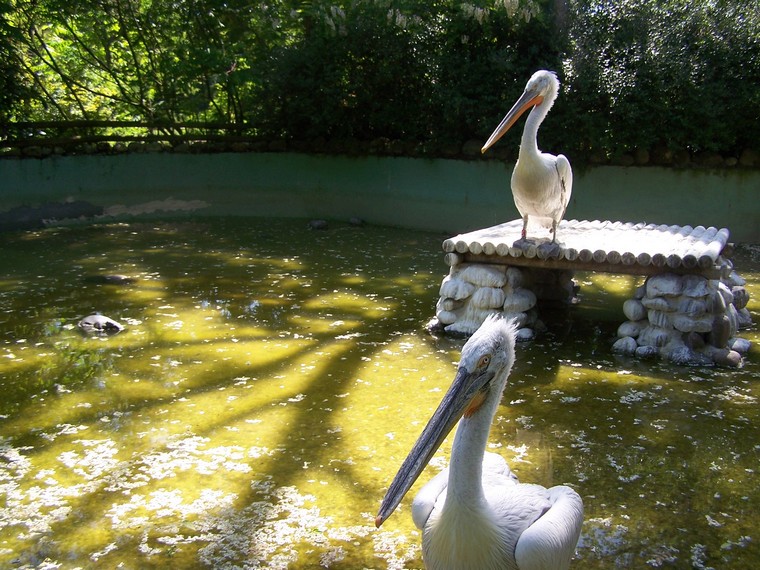 Dalmatian Pelican enclosure