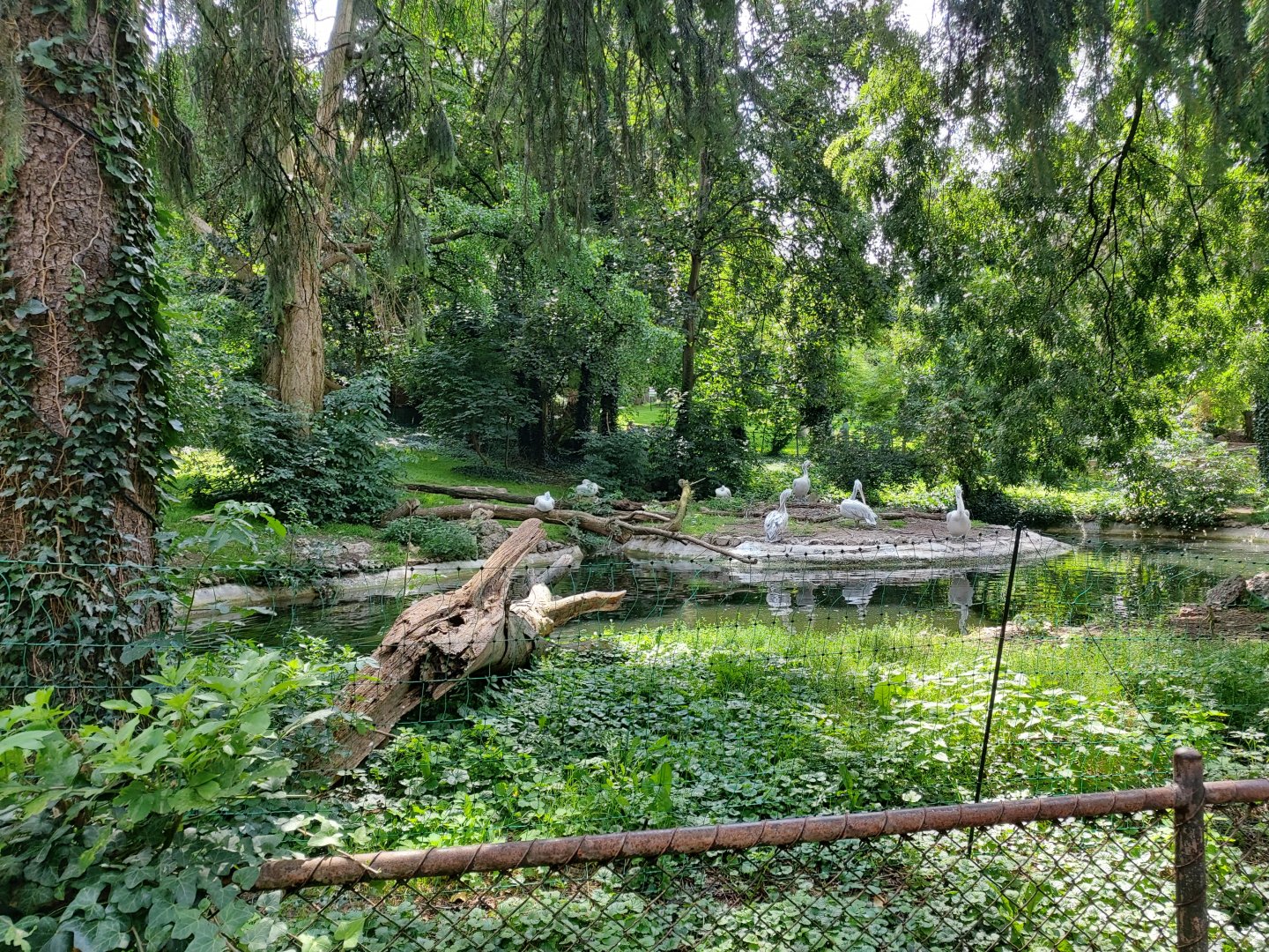 Dalmatian pelican enclosure