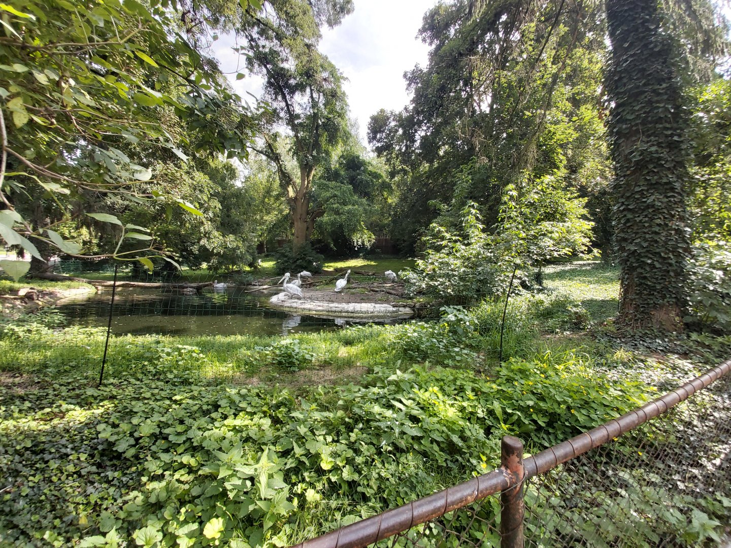 Dalmatian pelican enclosure