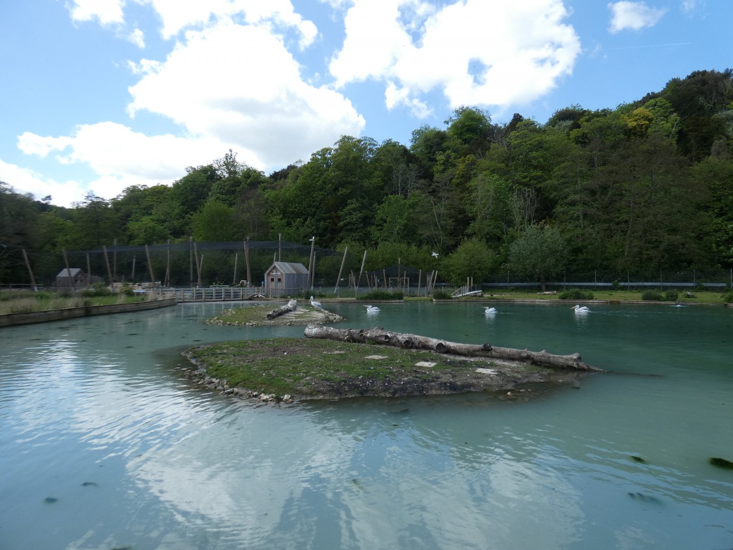 Dalmatian pelican enclosure