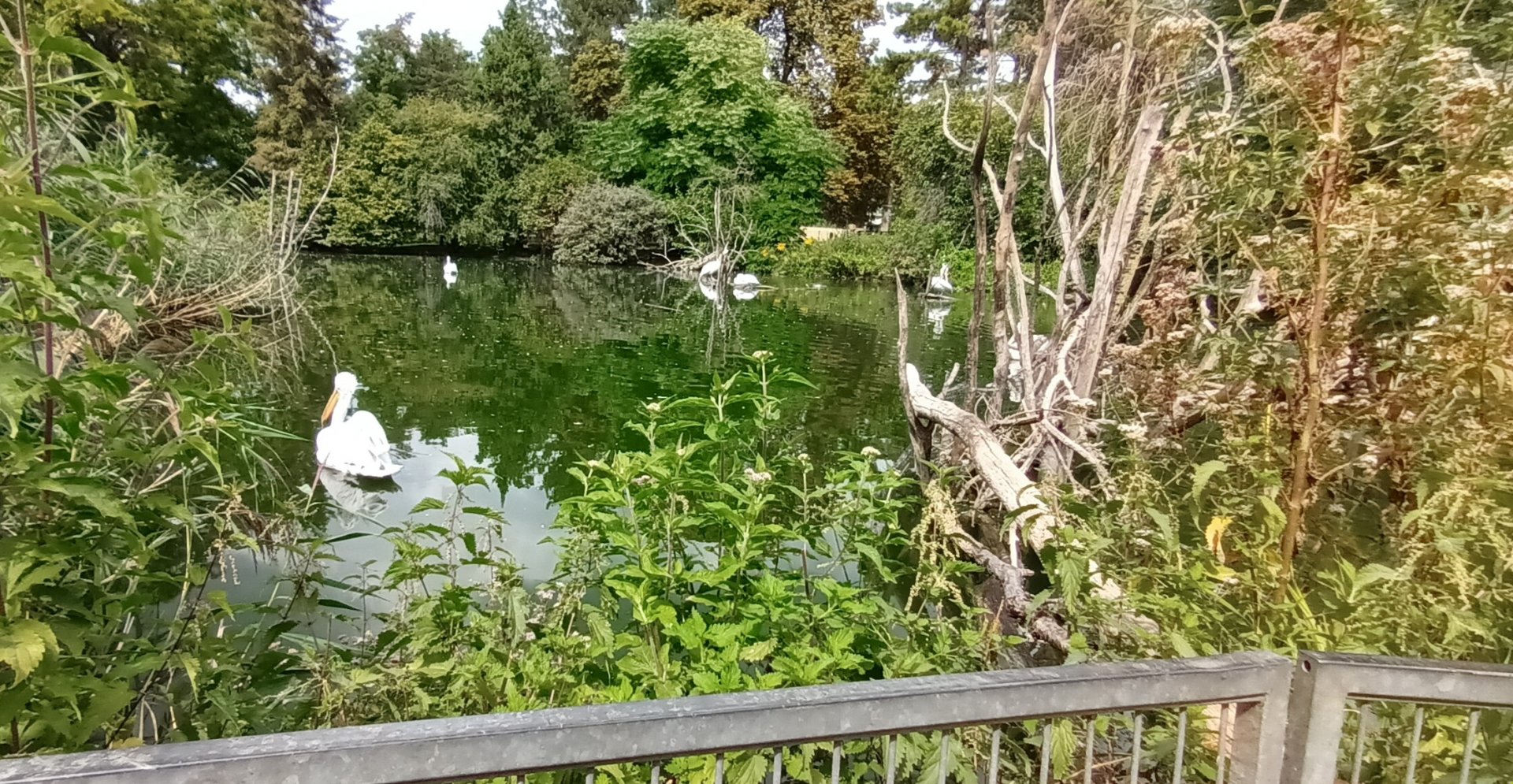 Dalmatian Pelican Enclosure