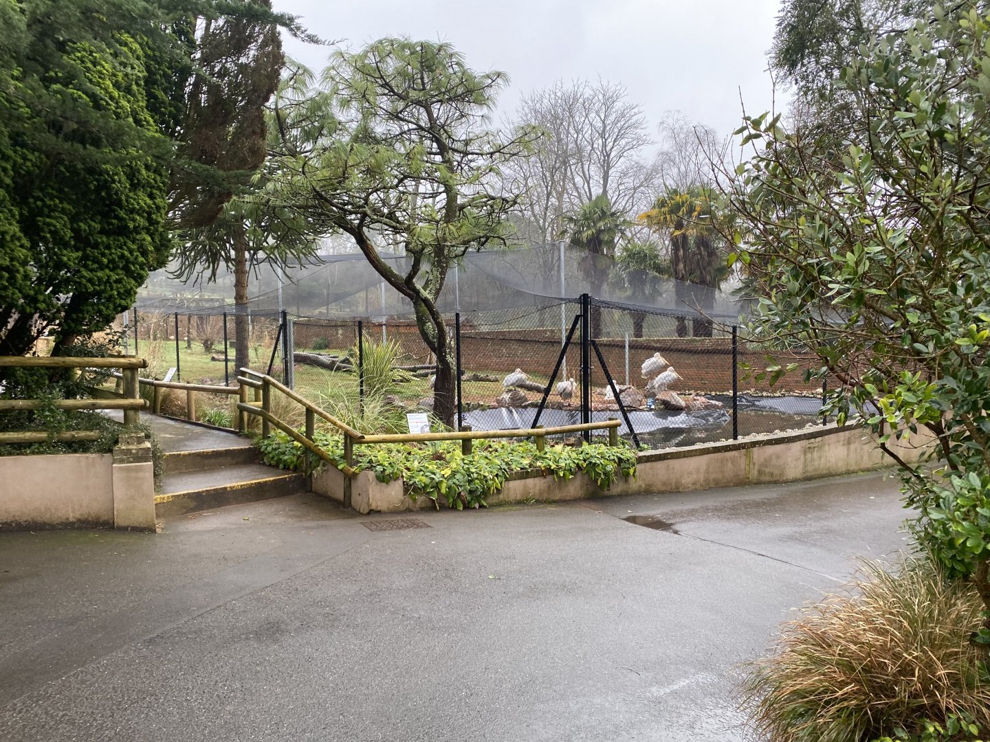 Dalmatian pelican exhibit 140225