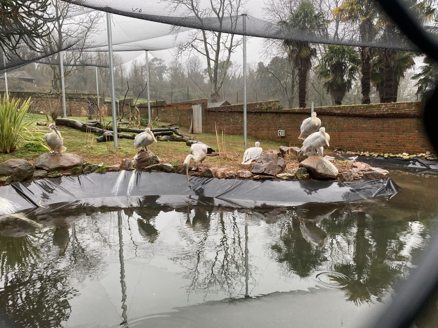 Dalmatian pelican exhibit 140225