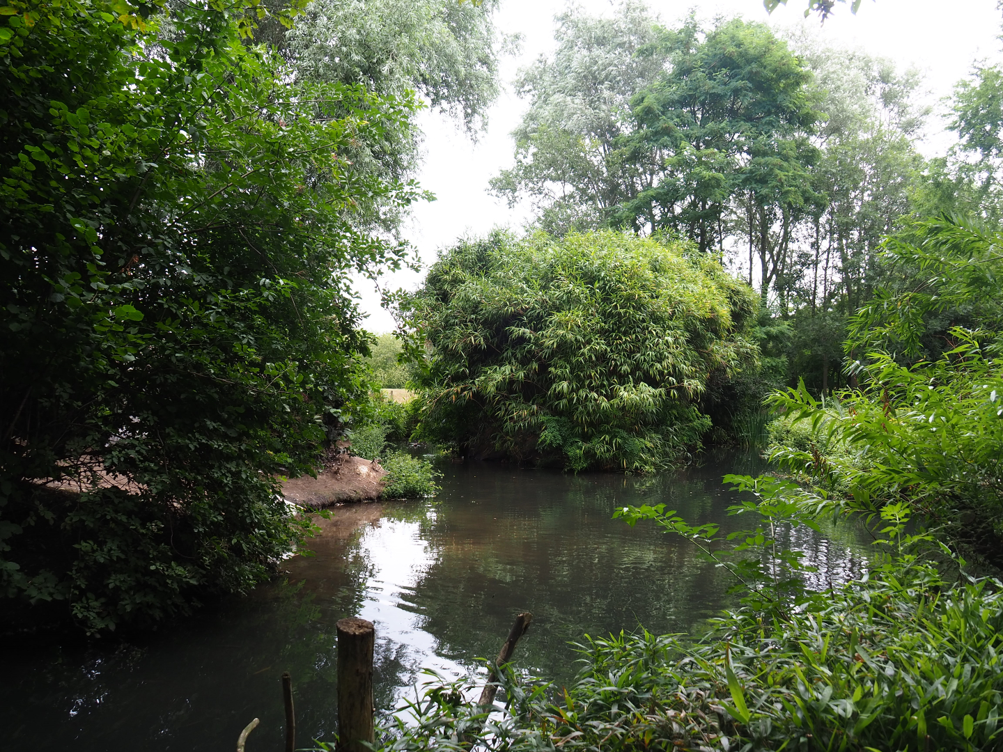 Dalmatian pelican exhibit, 2019-08-11