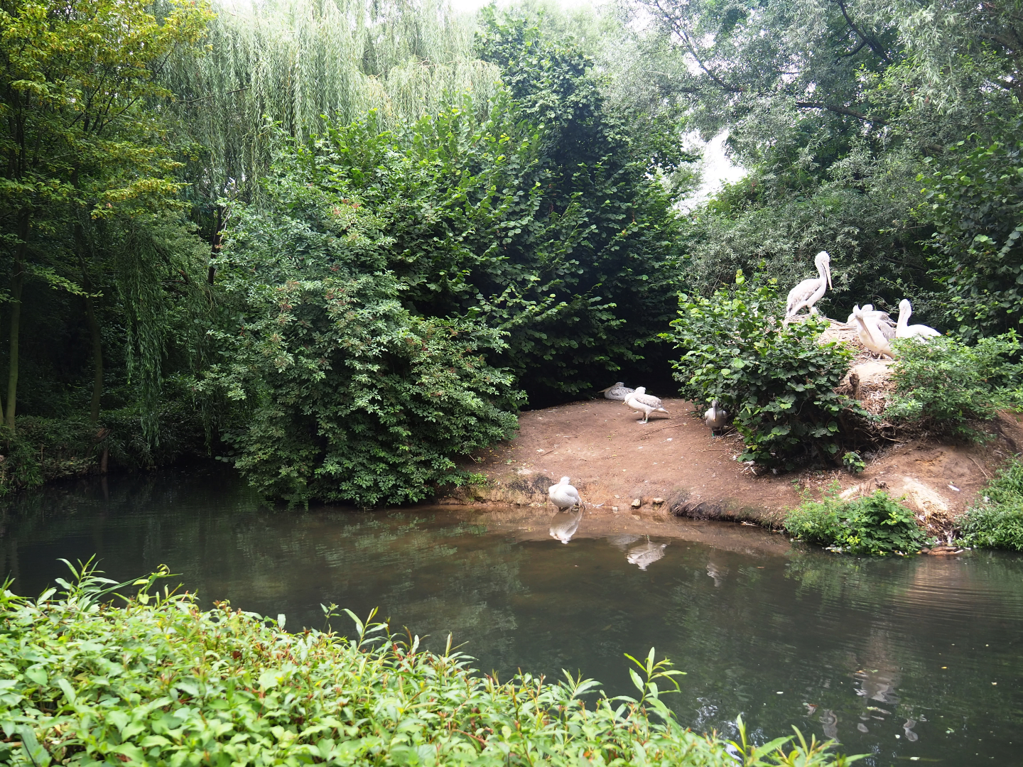 Dalmatian pelican exhibit, 2019-08-11