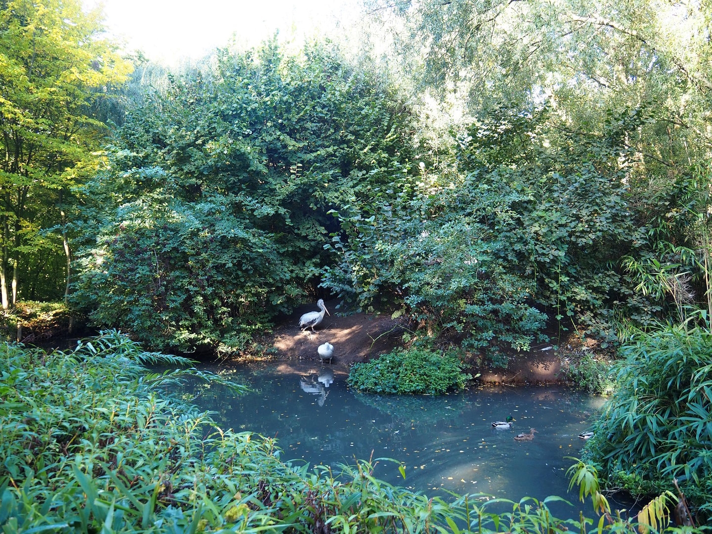 Dalmatian pelican exhibit, 2022-10-09