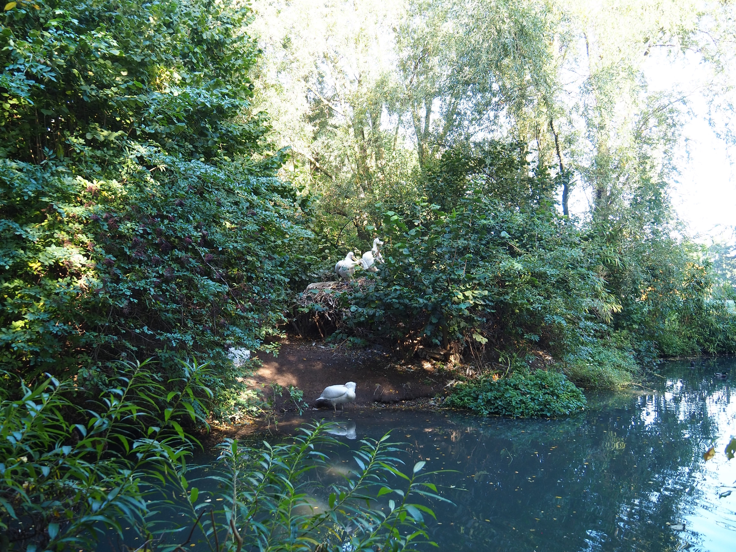 Dalmatian pelican exhibit, 2022-10-09