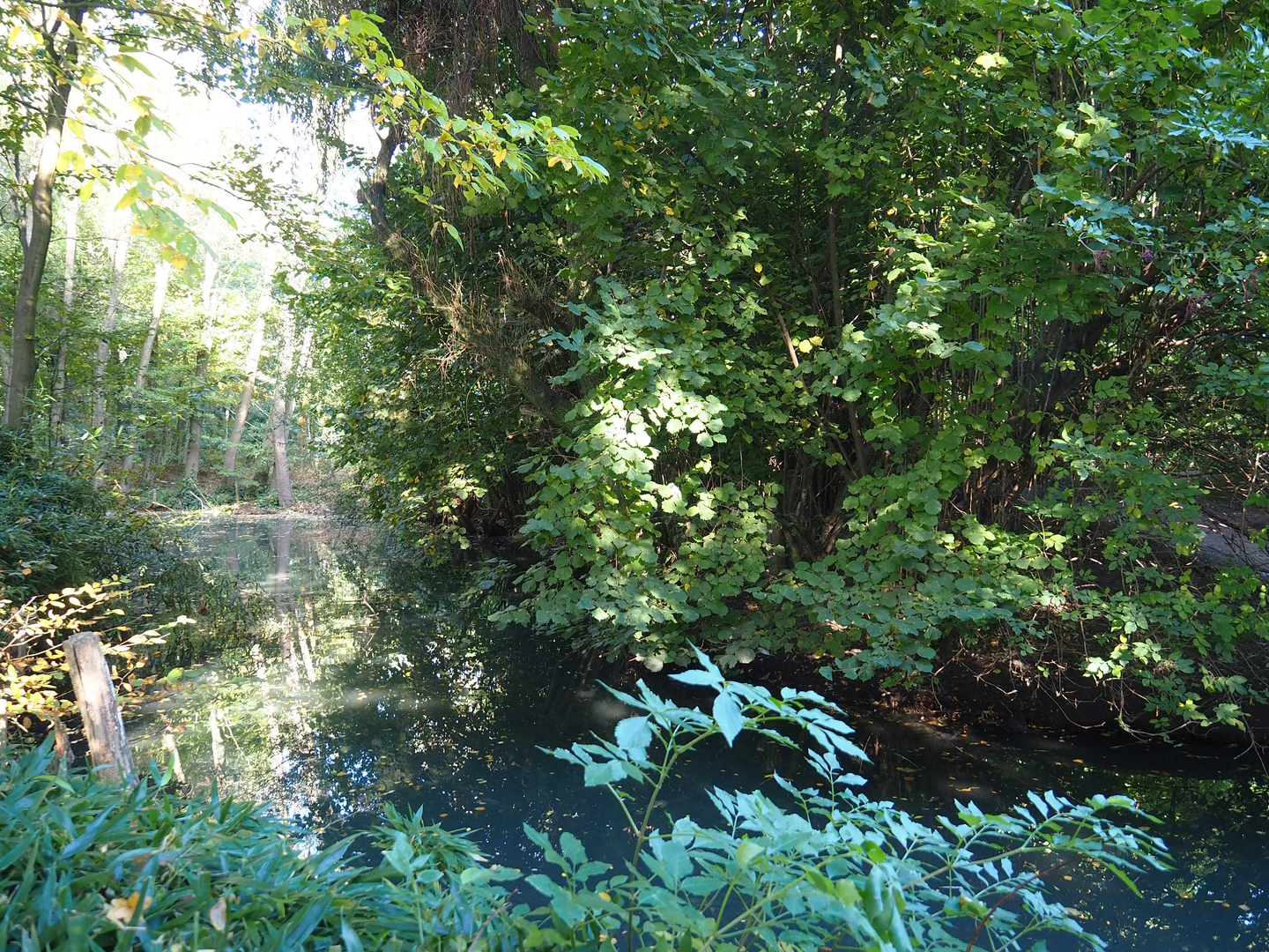 Dalmatian pelican exhibit, 2022-10-09