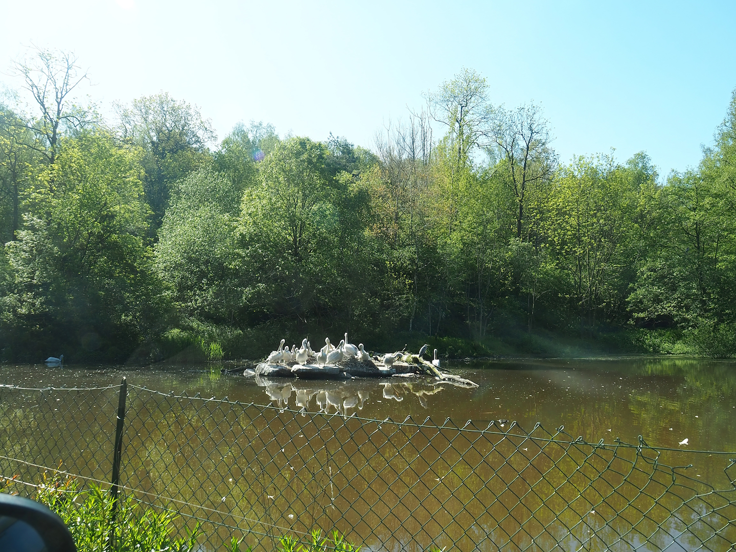 Dalmatian pelican exhibit, 2023-05-19