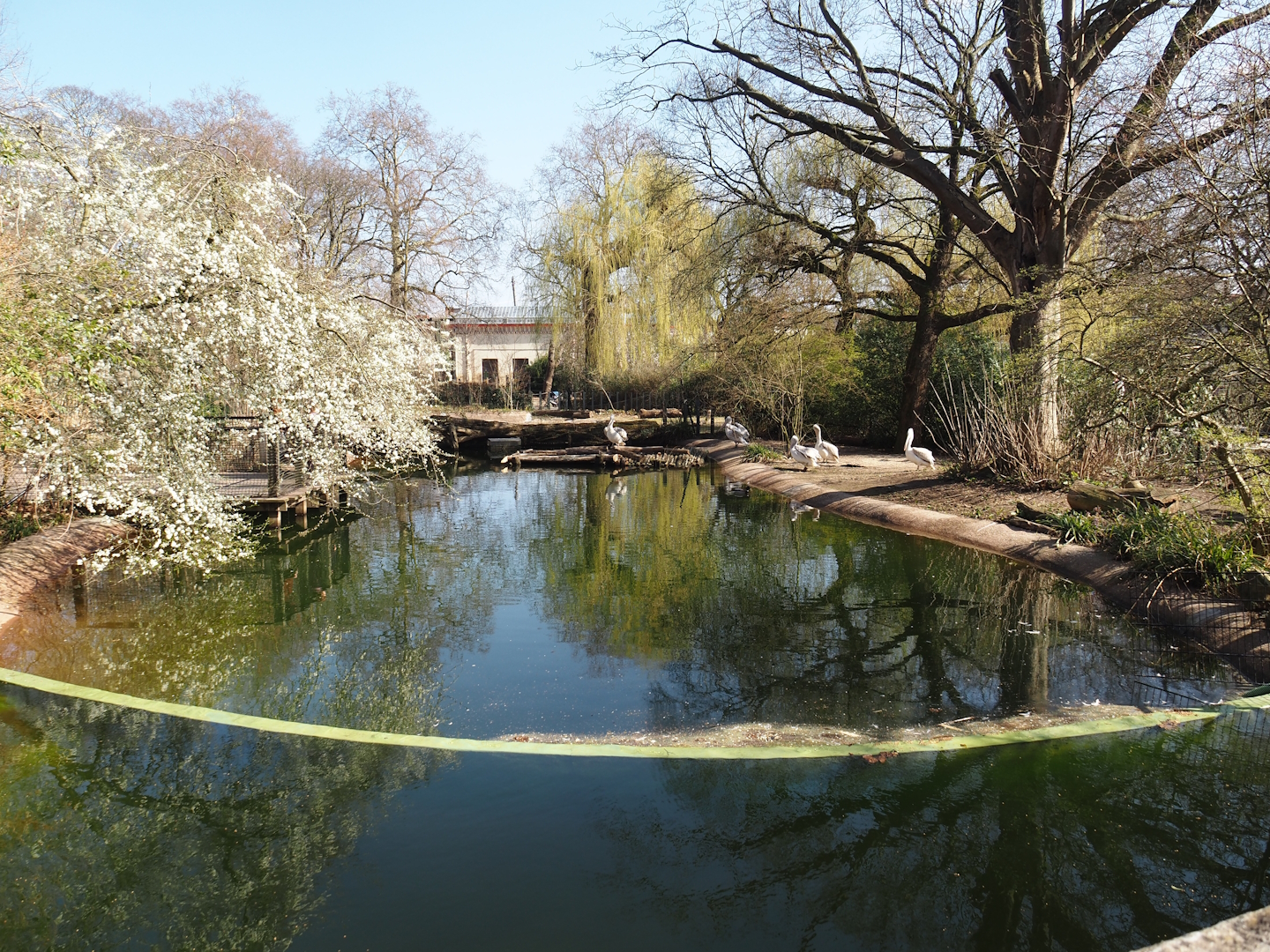 Dalmatian pelican exhibit, 2025-03-16