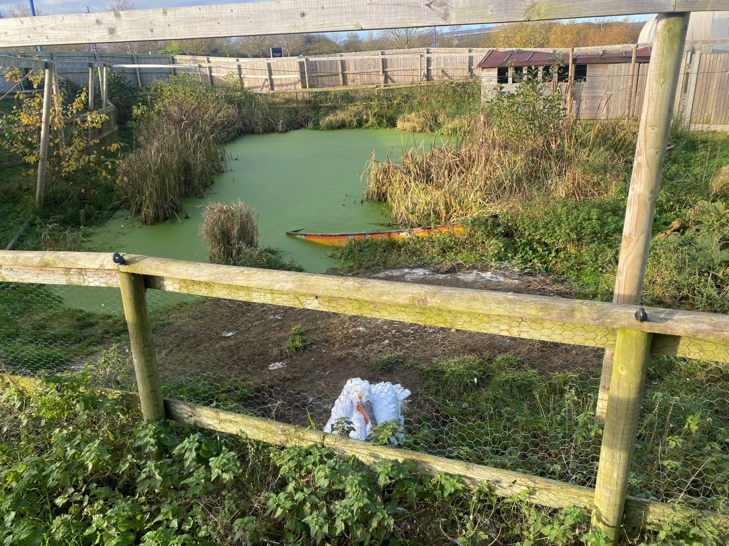 Dalmatian pelican exhibit 251123
