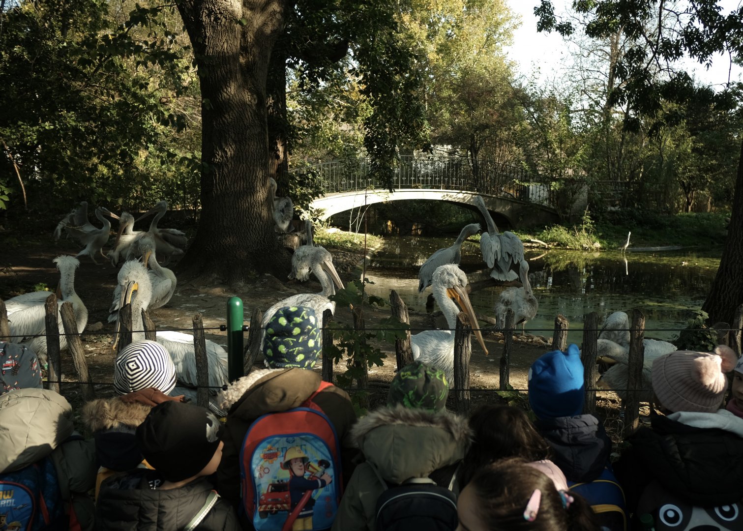 Dalmatian Pelican Exhibit - Fall 2024