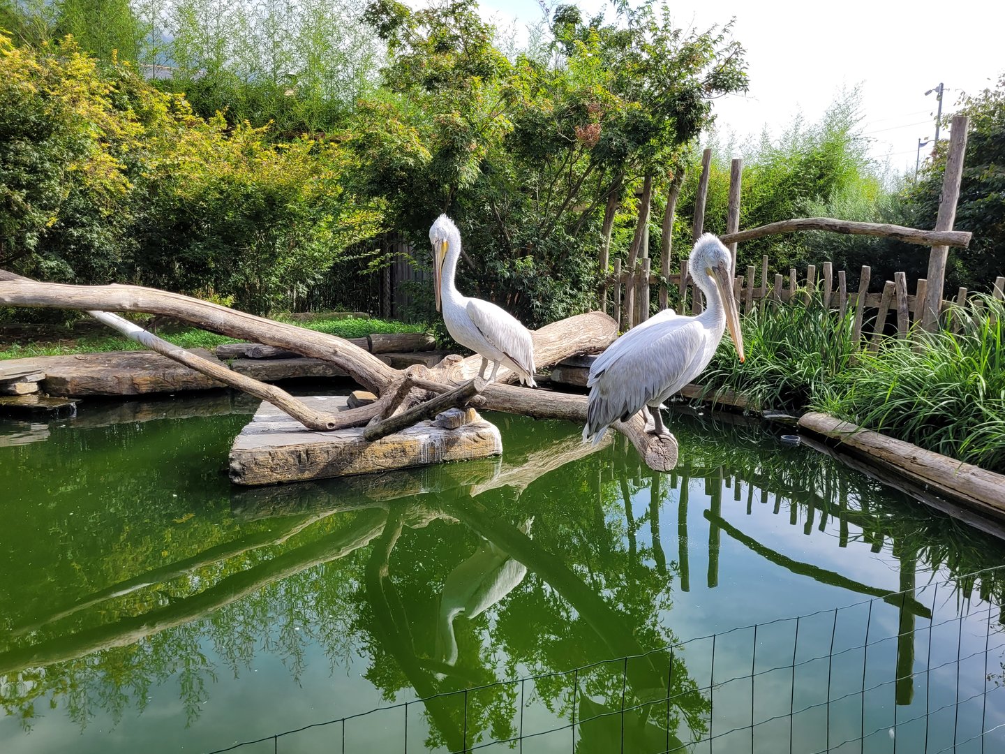 Dalmatian pelican exhibit -Parc Animalier des Pyrénées (2023)