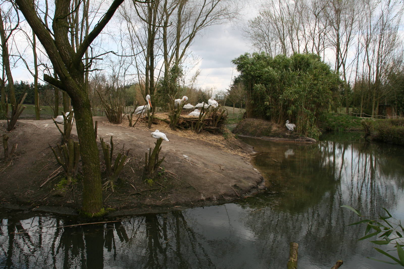 Dalmatian pelican exhibit