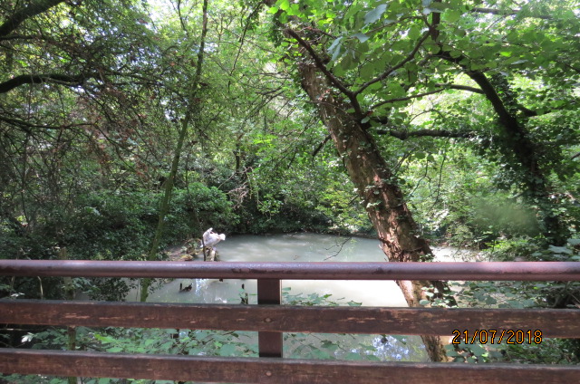 Dalmatian Pelican Exhibit