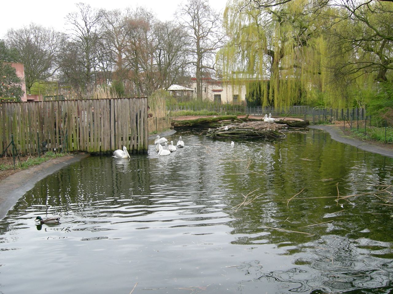Dalmatian pelican exhibit