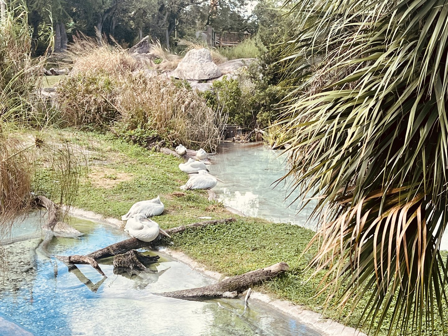 Dalmatian Pelican Exhibit