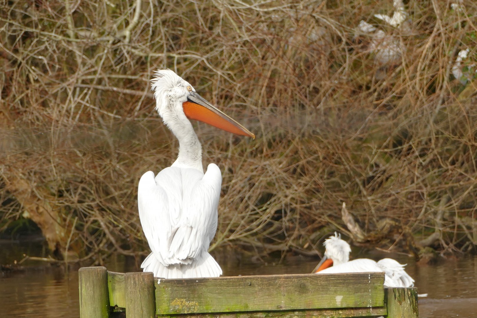 Dalmatian Pelican, February 2022