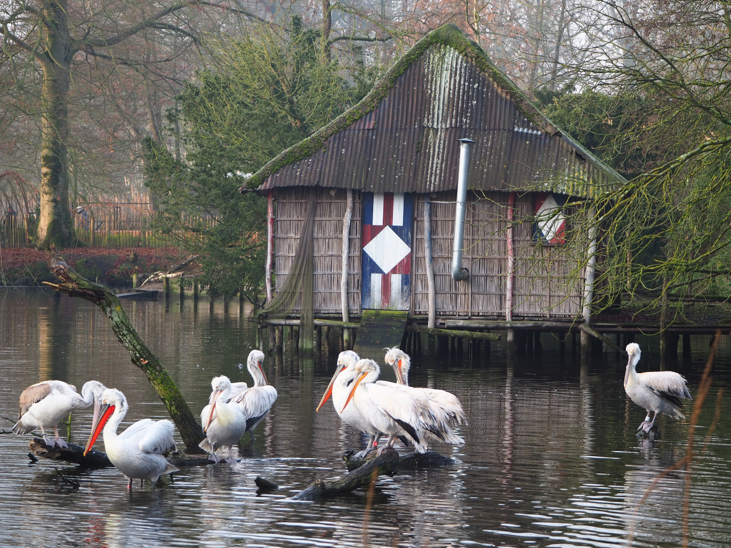 Dalmatian pelican flock and Pelican stilt house, 2019-12-28