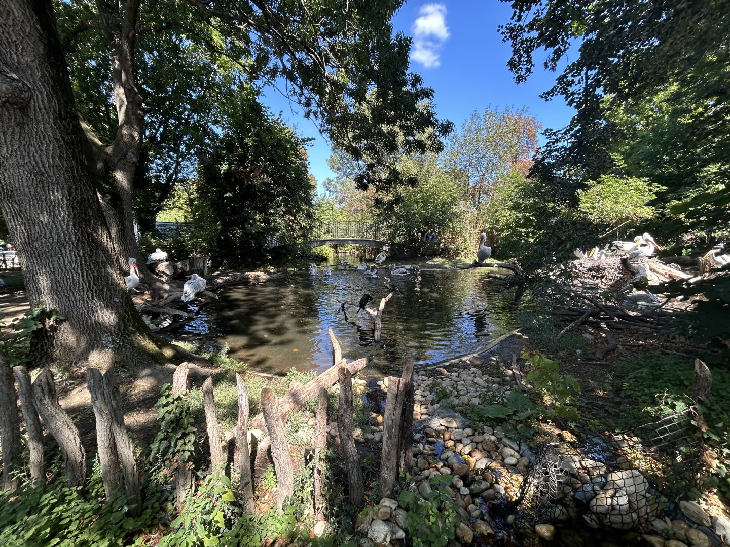 Dalmatian Pelican & Great Cormorant Exhibit
