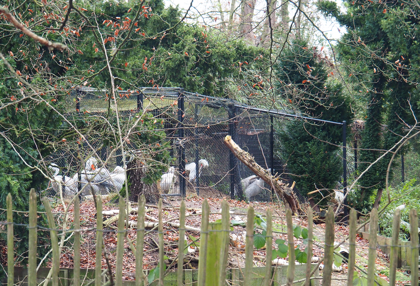 Dalmatian pelican holding aviary, 2021-12-07