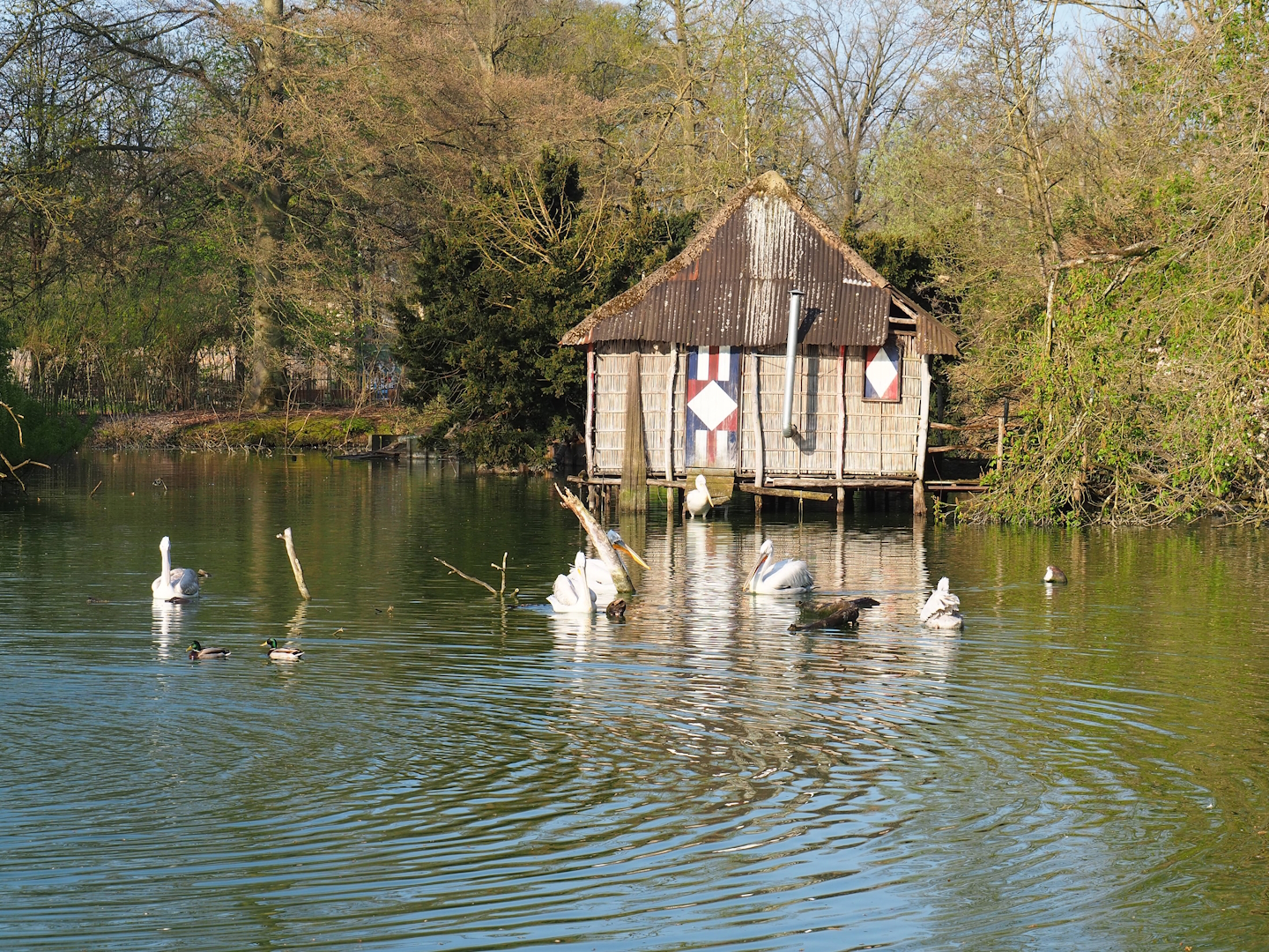 Dalmatian pelican house, 2023-04-18