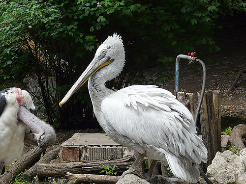Dalmatian Pelican in Kishinev Zoo