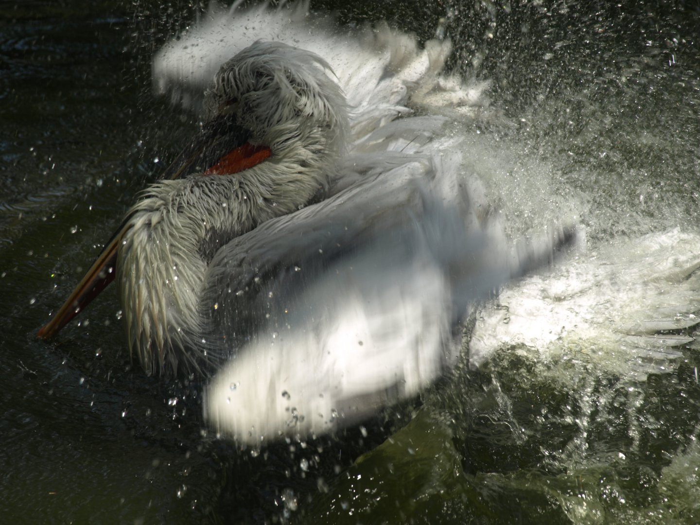 Dalmatian pelican - Lahore zoo 8/4/2017