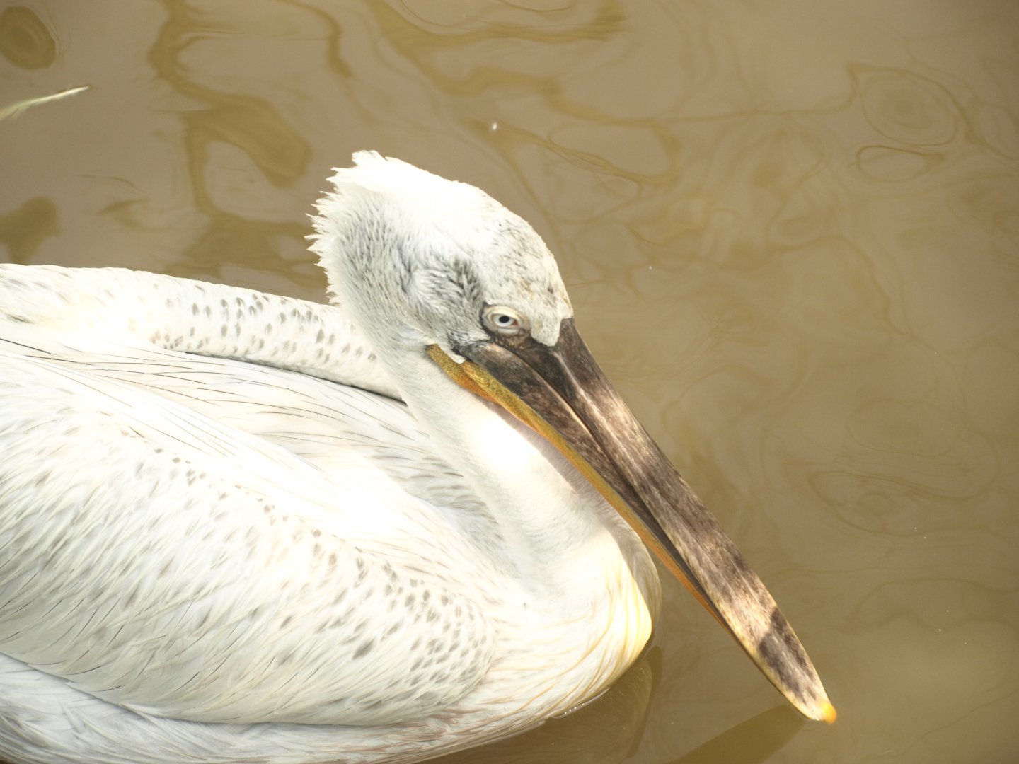 Dalmatian pelican - Lake View Point Bird park 12/7/2018