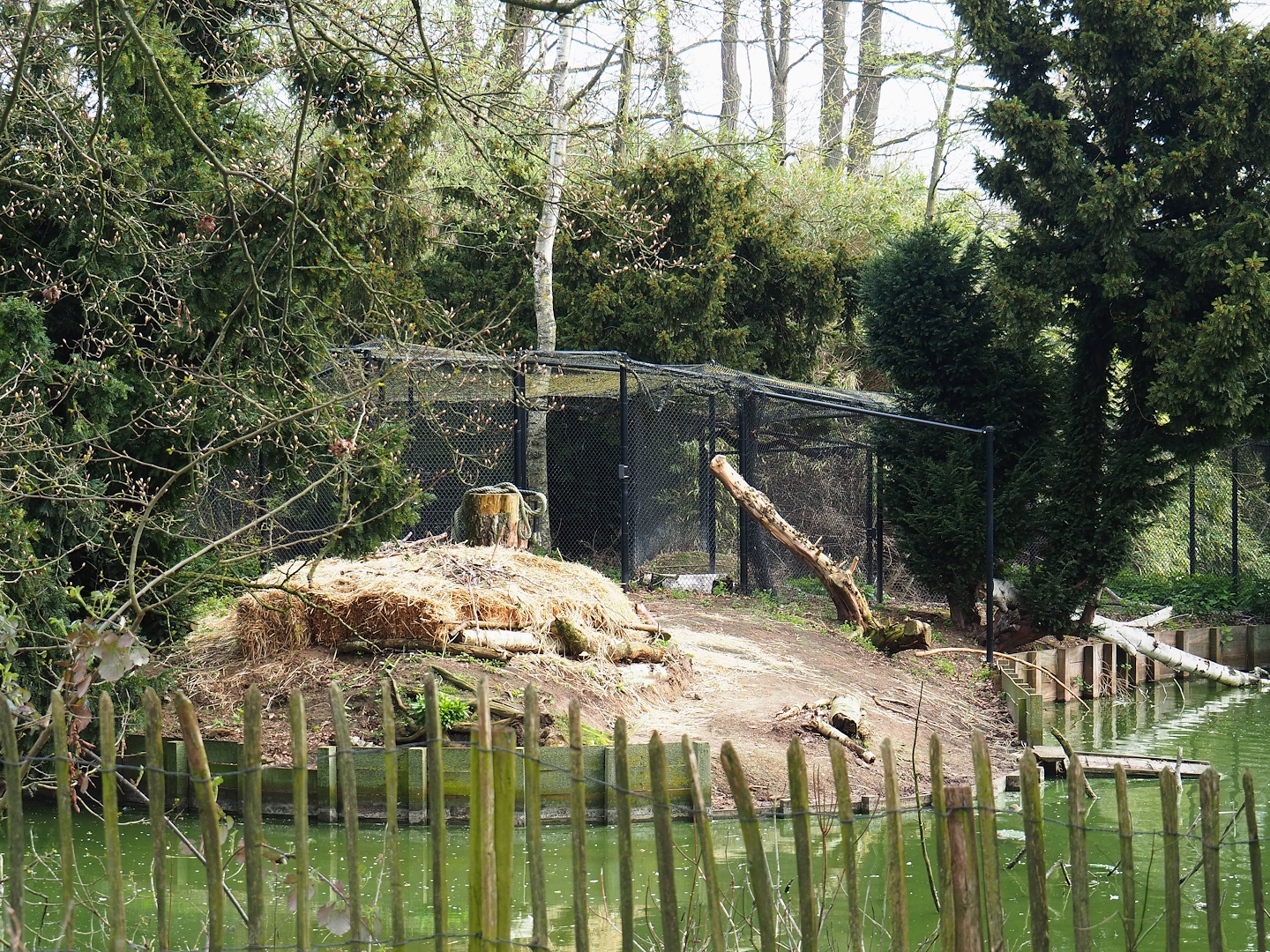 Dalmatian pelican nesting area and holding aviary, 2023-04-18