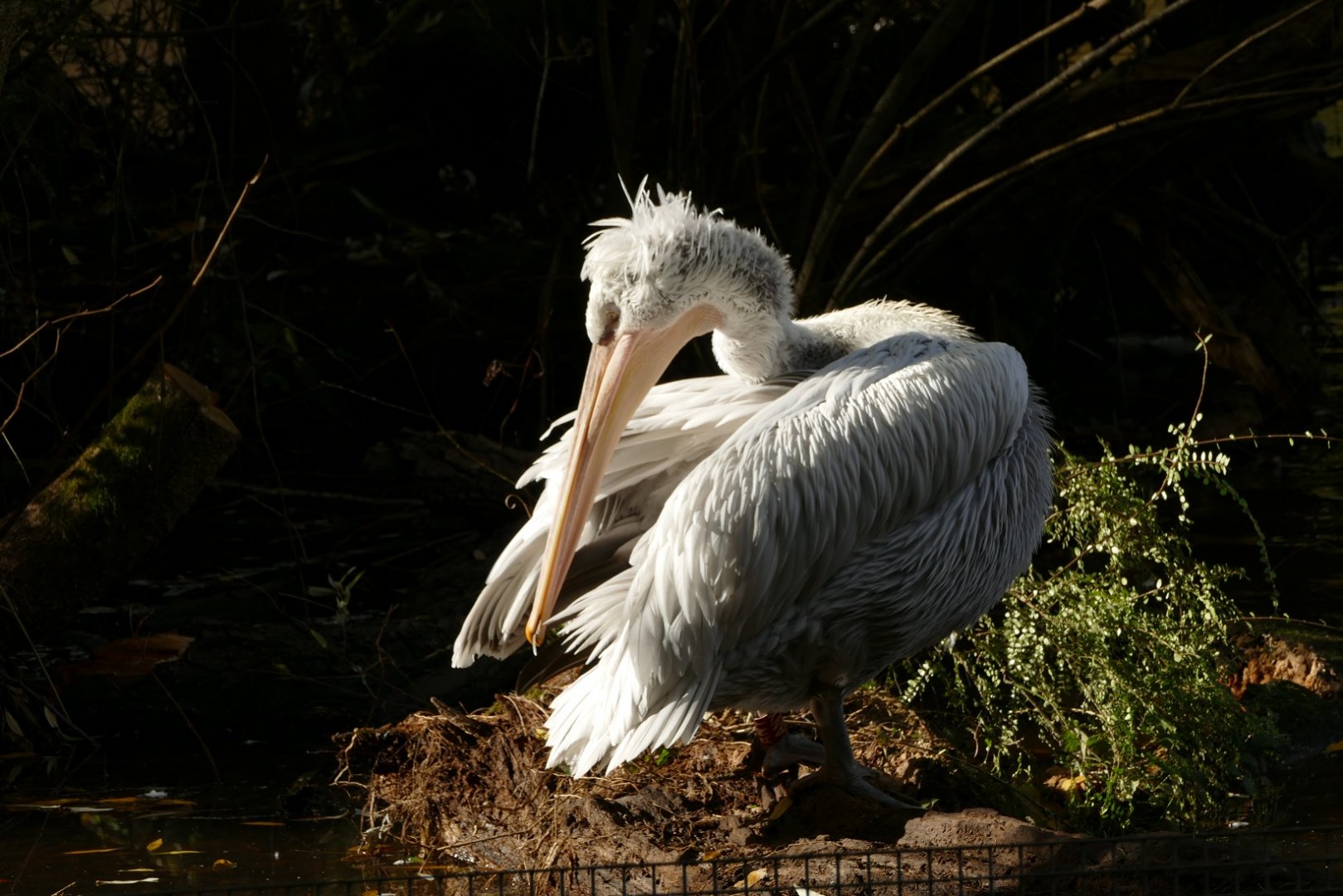 Dalmatian Pelican, November 2021
