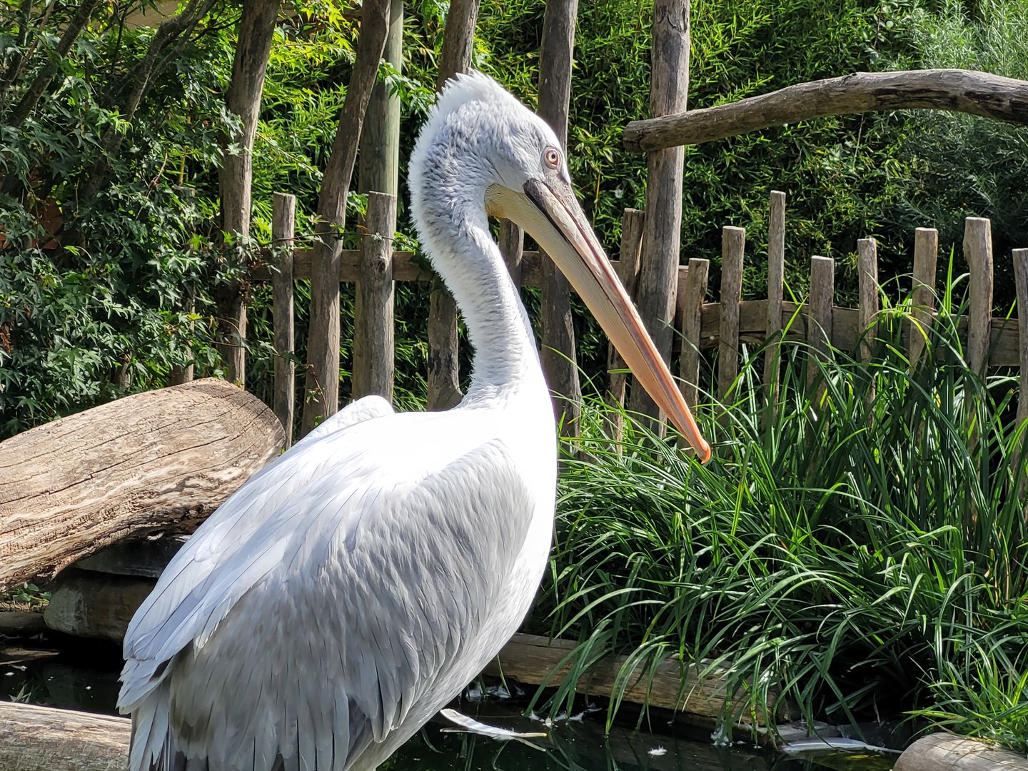 Dalmatian pelican -Parc Animalier des Pyrénées (2023)