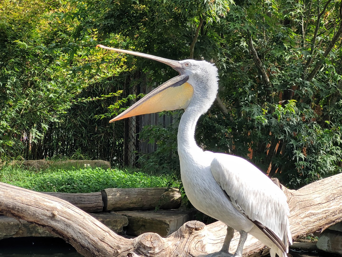 Dalmatian pelican -Parc Animalier des Pyrénées (2023)