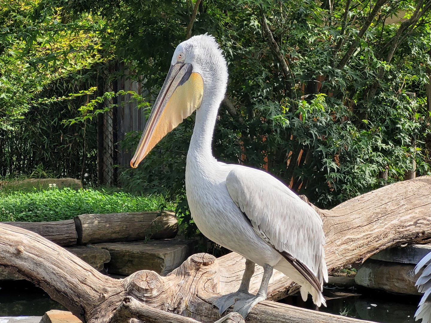 Dalmatian pelican -Parc Animalier des Pyrénées (2023)