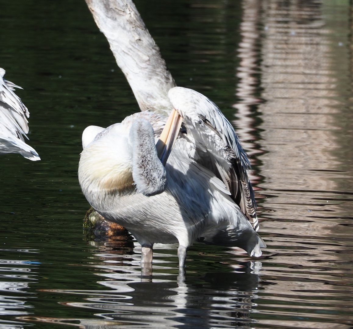 Dalmatian pelican (Pelecanus crispsus), 2023-07-08