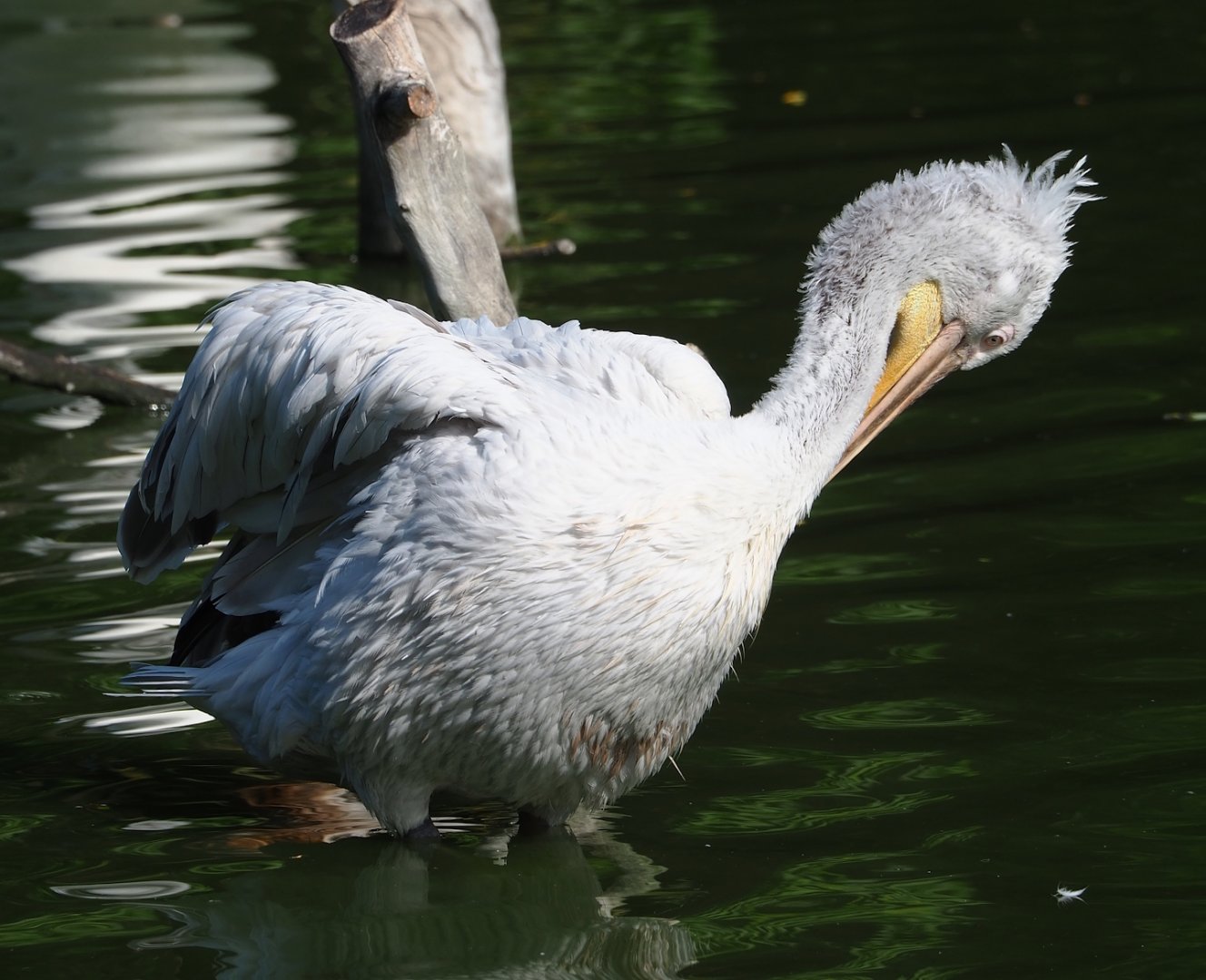 Dalmatian pelican (Pelecanus crispsus), 2023-07-26
