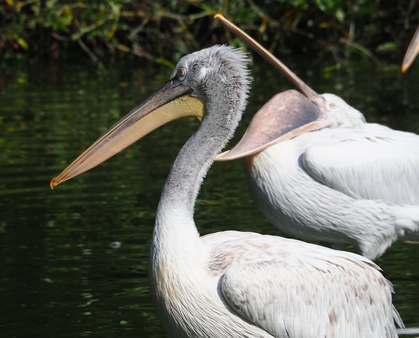 Dalmatian pelican (Pelecanus crispsus), 2023-07-26