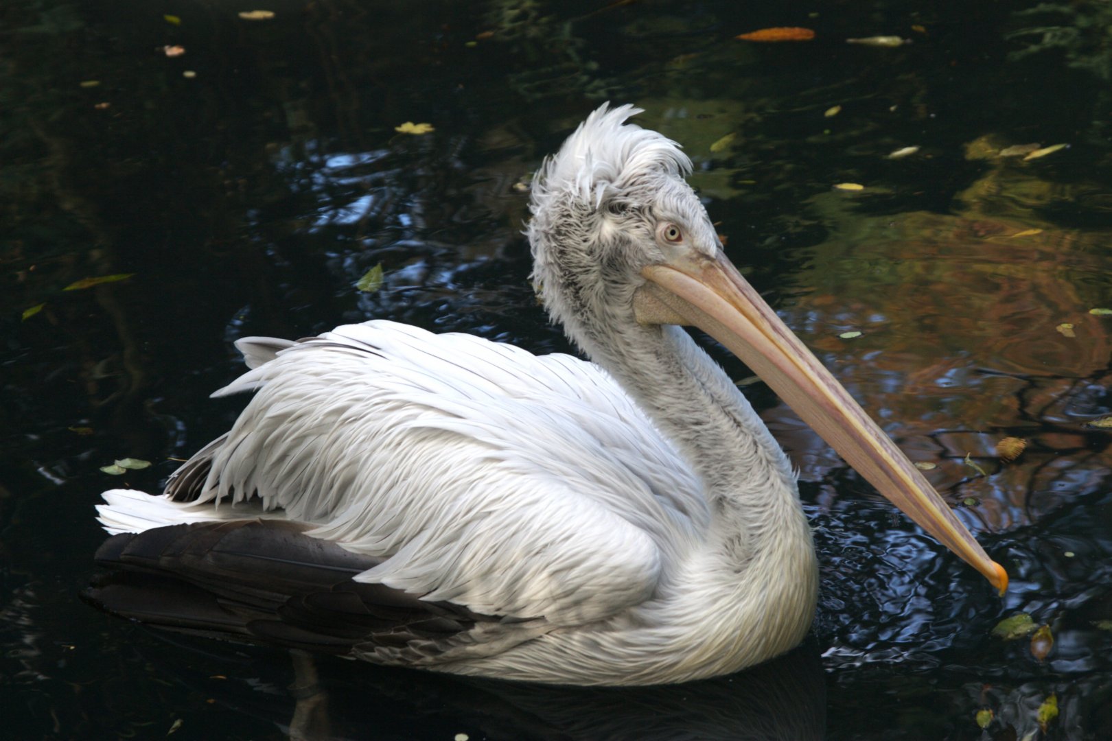 Dalmatian Pelican (Pelecanus crispus), 02-11-25