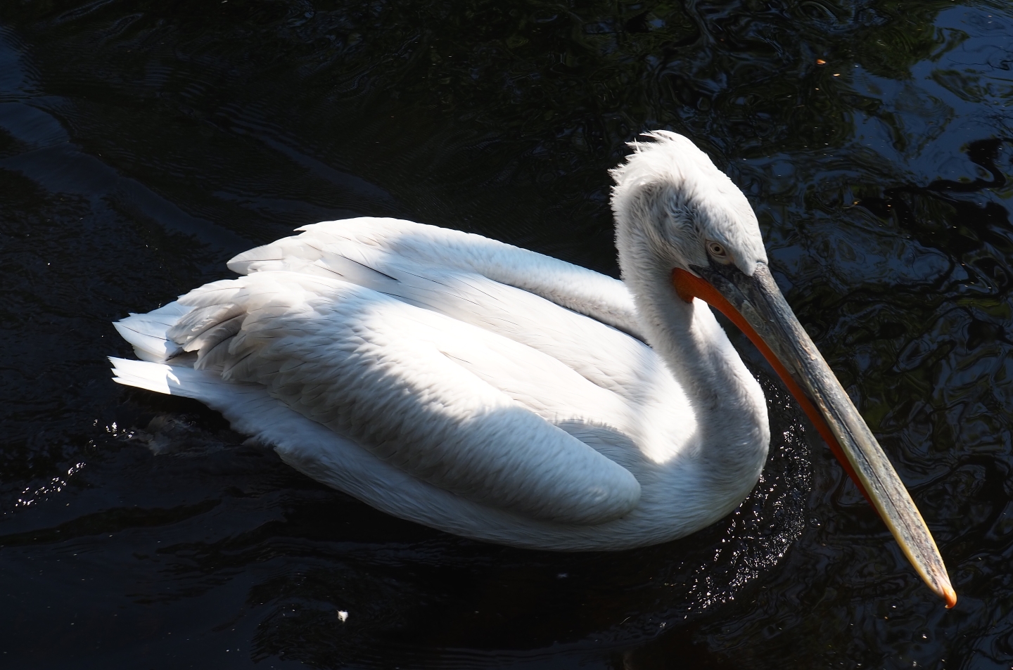 Dalmatian pelican (Pelecanus crispus), 2019-04-20