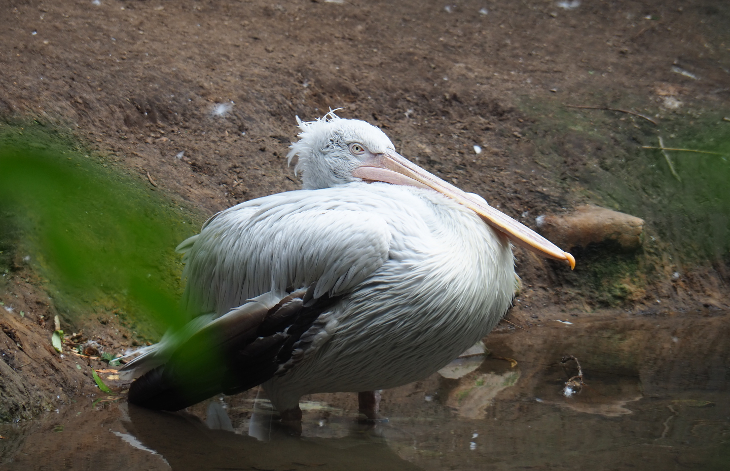 Dalmatian pelican (Pelecanus crispus), 2019-08-11