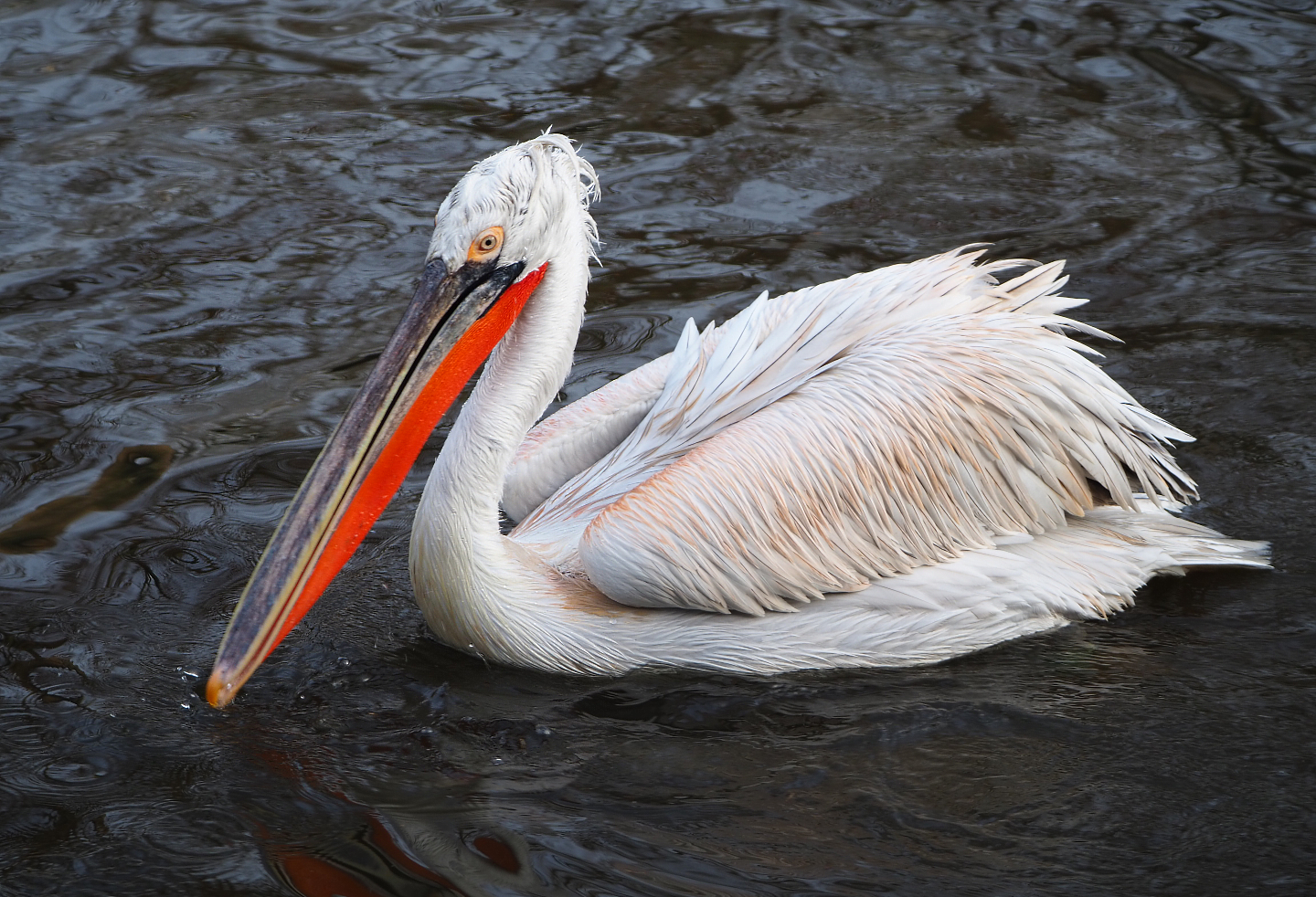 Dalmatian pelican (Pelecanus crispus), 2019-12-28