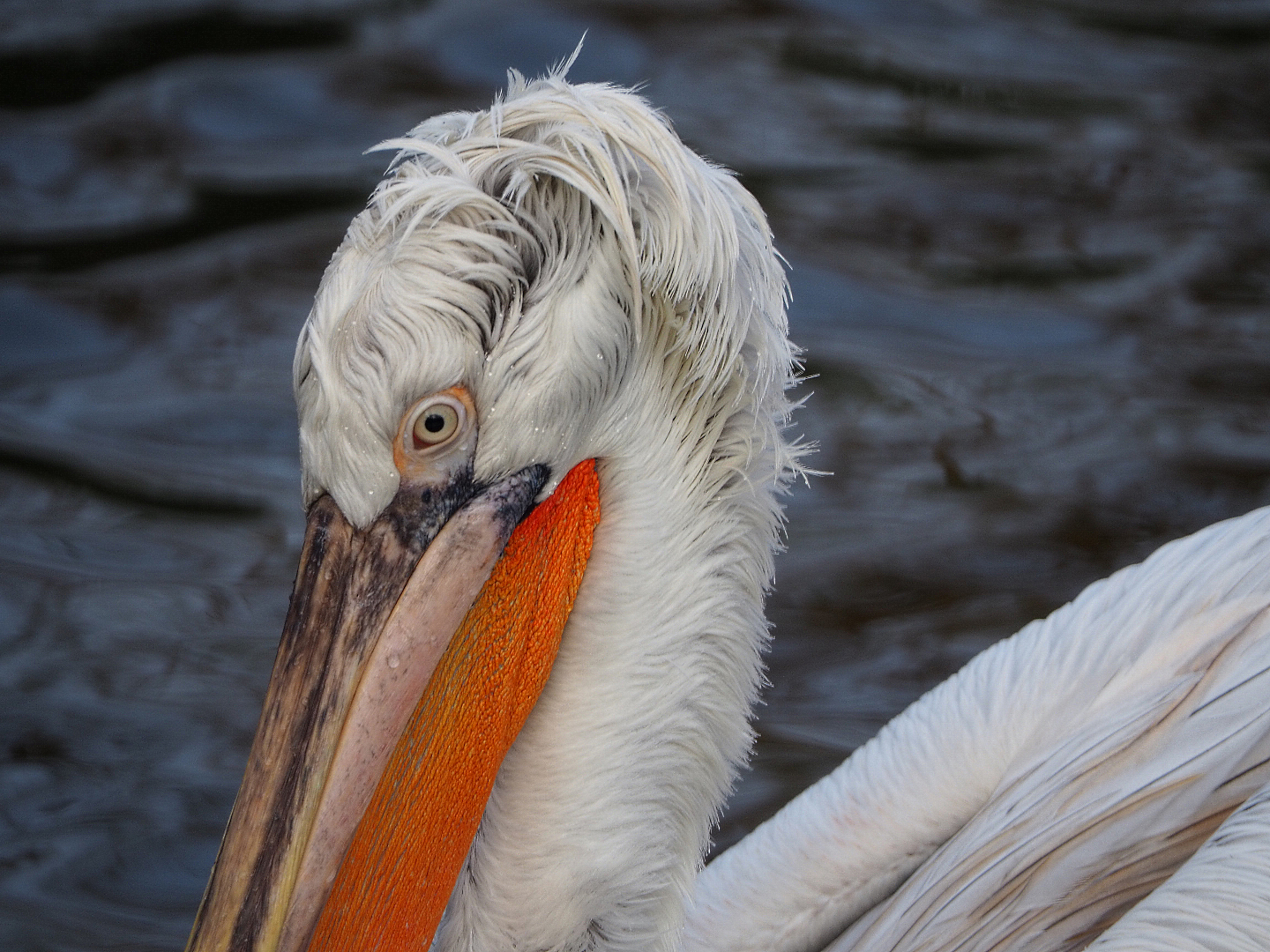 Dalmatian pelican (Pelecanus crispus), 2019-12-28