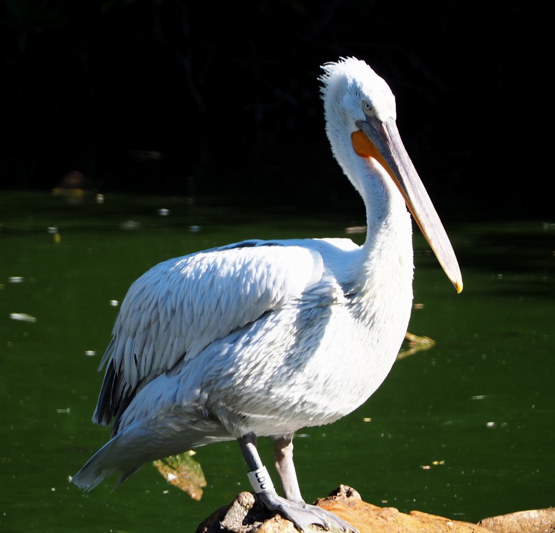Dalmatian pelican (Pelecanus crispus), 2020-07-21