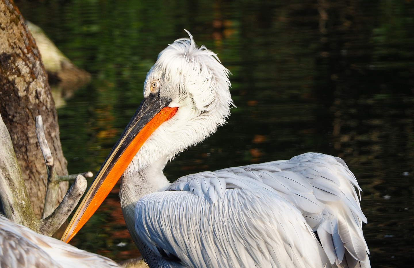 Dalmatian pelican (Pelecanus crispus), 2020-09-16