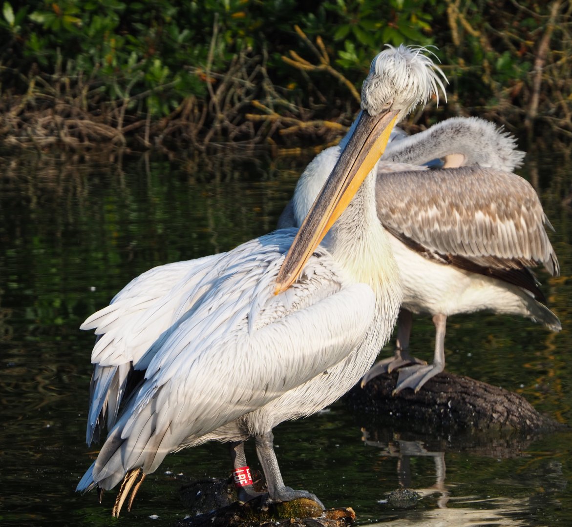 Dalmatian pelican (Pelecanus crispus), 2020-09-16