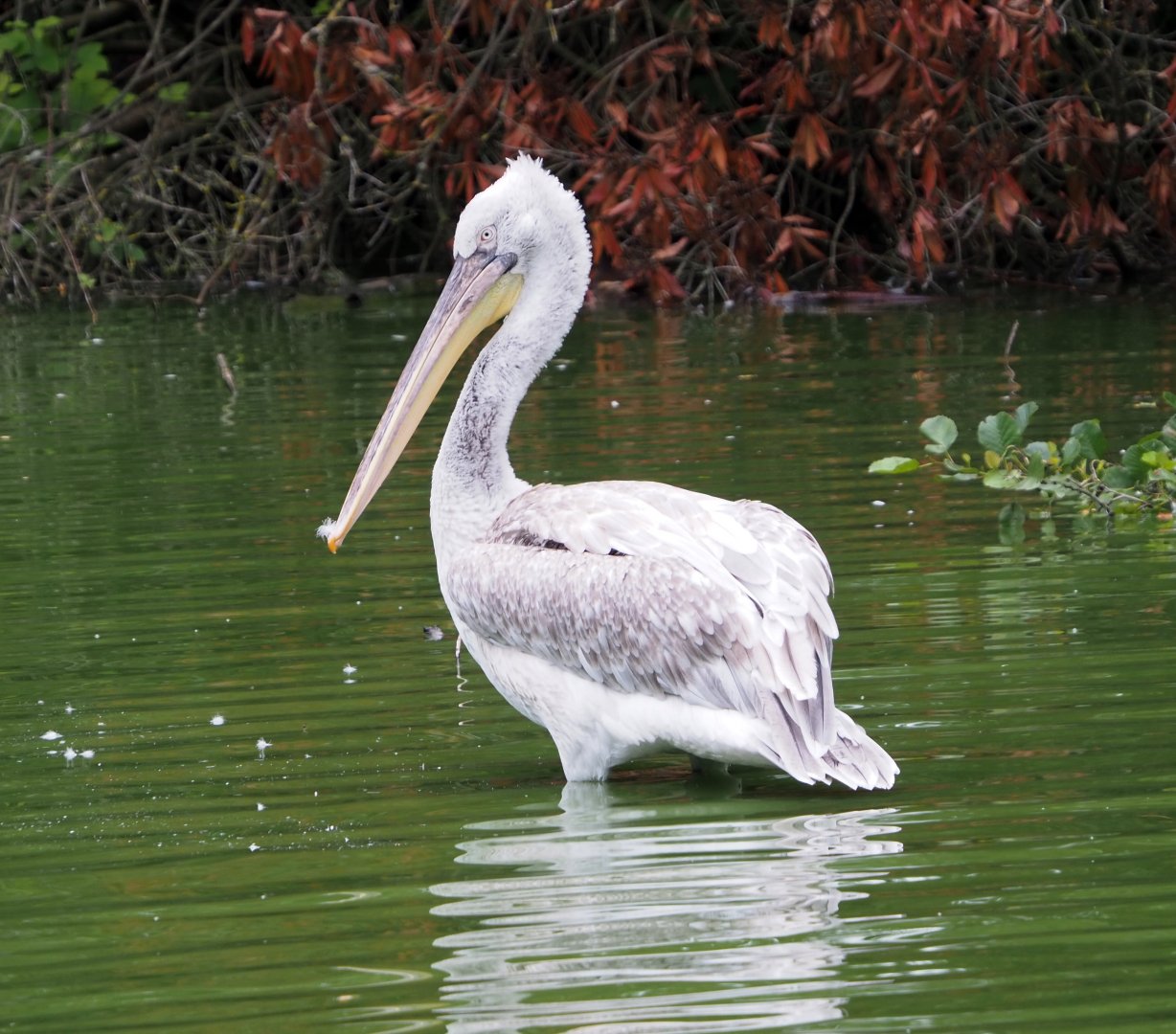Dalmatian pelican (Pelecanus crispus), 2021-07-03