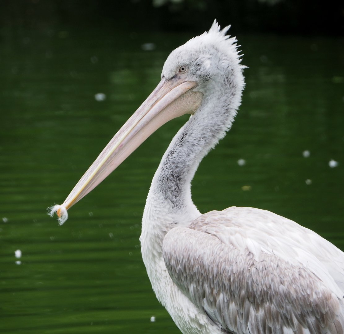 Dalmatian pelican (Pelecanus crispus), 2021-07-03