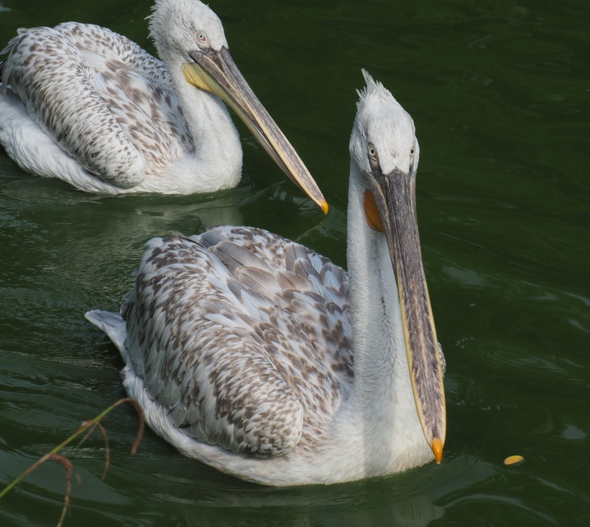 Dalmatian pelican (Pelecanus crispus), 2021-07-20