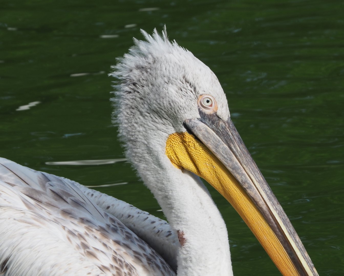 Dalmatian pelican (Pelecanus crispus), 2021-07-20